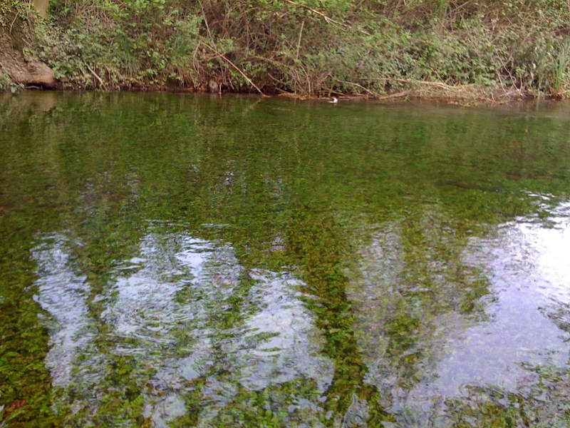 Canale Bonifica, Avasinis di Trasaghis, Maggio 2013