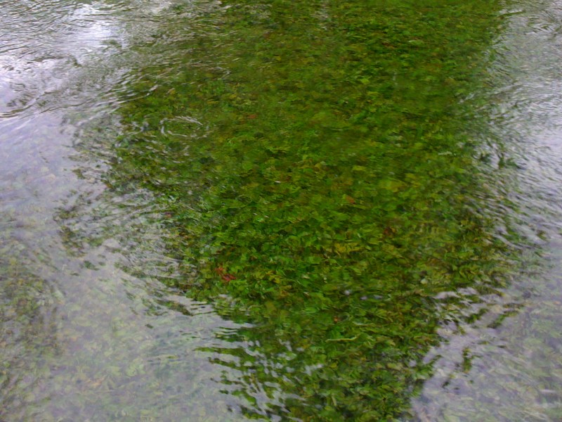 Canale Bonifica, Avasinis di Trasaghis, Maggio 2013