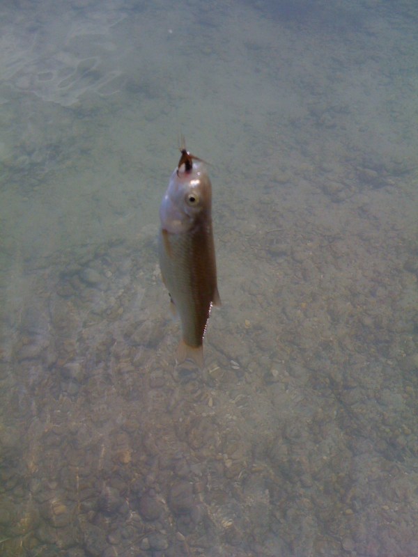 Cavedano sottomisura, Giugno 2012, Fiume Ledra