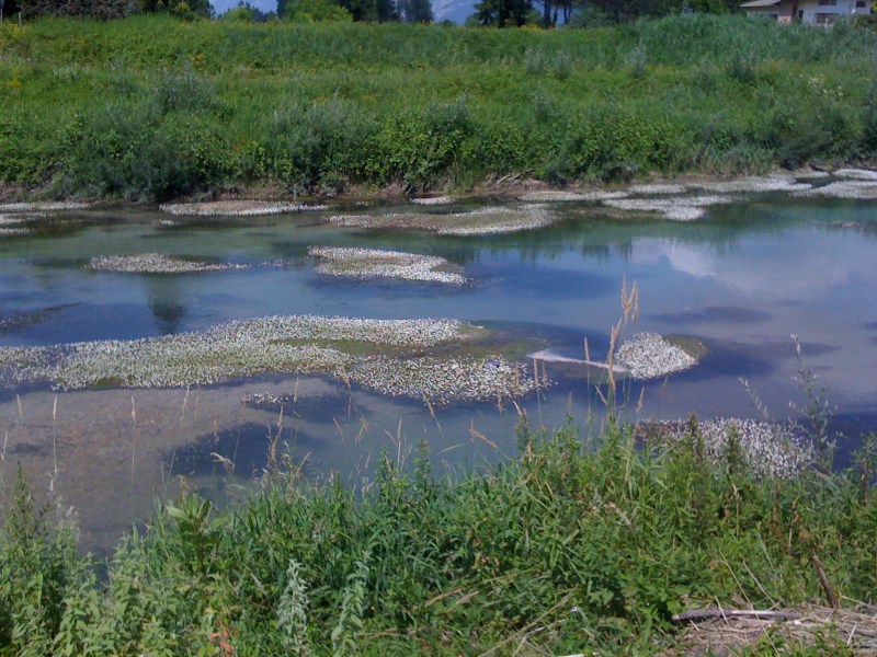 Fiume Ledra, Tiveriacco di Majano, giugno 2012