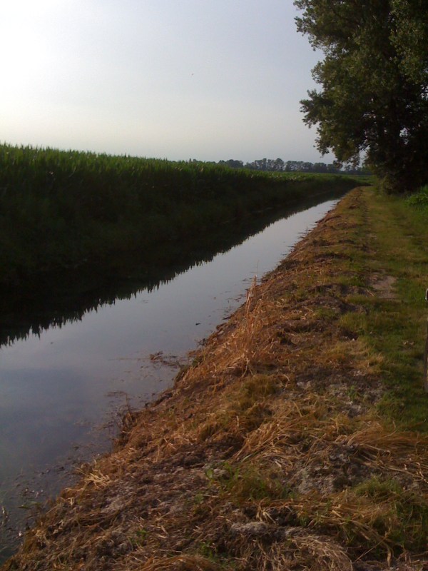 Roggia Miliana, Flambro di Talmassons, giugno 2012