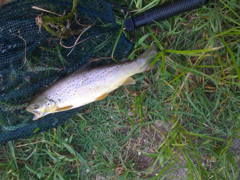 Trota Fario, Giugno 2012, Roggia Miliana