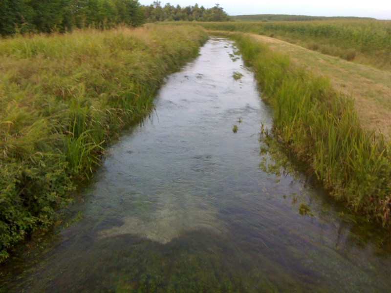Fiume Torsa, Torsa di Pocenia a monte delle peschiere, luglio 2012