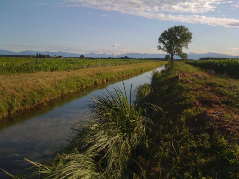 Roggia Barbariga, loc Vitaverde Ronchis, Luglio 2012