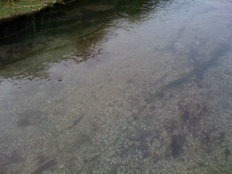 Fiume Torsa, Torsa di Pocenia, tra le peschiere, Agosto 2012