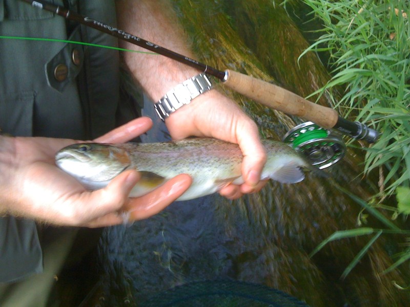 Trota Iridea, Agosto 2012, Fiume Torsa (LucaDB)