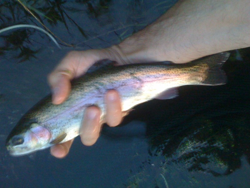 Trota Iridea, Agosto 2012, Fiume Torsa