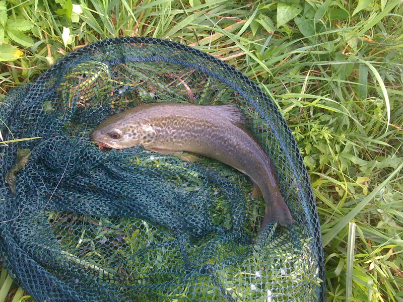 Trota Marmorata, Settembre 2012, Roggia Grava