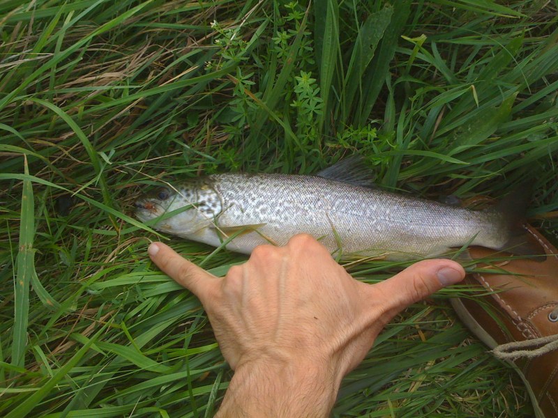 Trota Marmorata, Settembre 2012, Roggia Grava