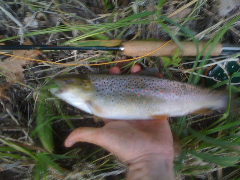 Trota Fario, Settembre 2012, Roggia Miliana