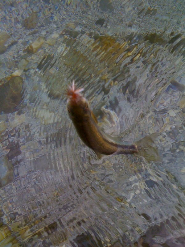 Cavedano Ignobilmente piccolo, ma estremamente vorace