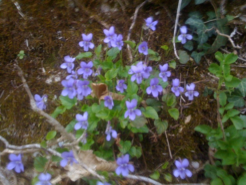 Flora sul Natisone, Aprile 2013