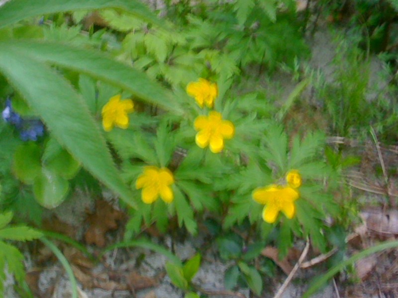 Flora sul Natisone, Aprile 2013