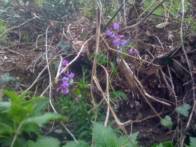 Flora sul Natisone, Aprile 2013
