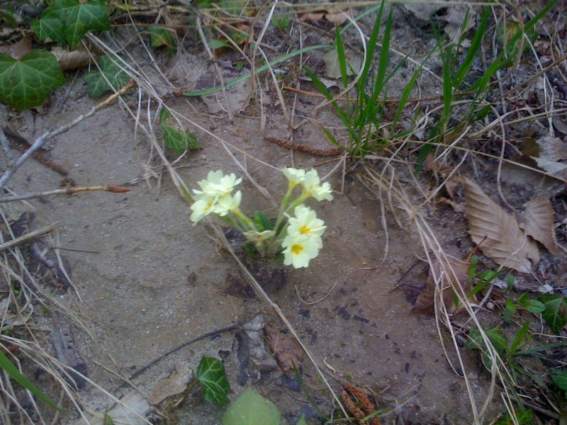Flora sul Natisone, Aprile 2013
