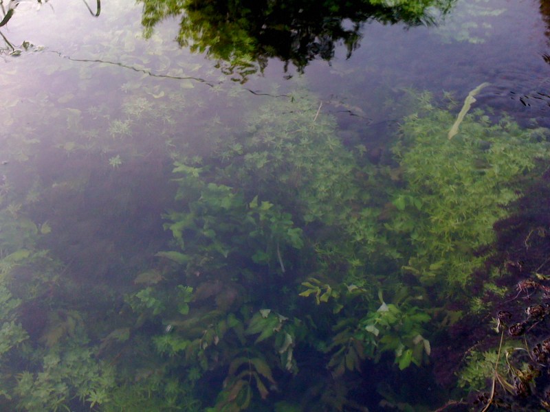 Fiume Varmo, Gradiscutta, Maggio 2013