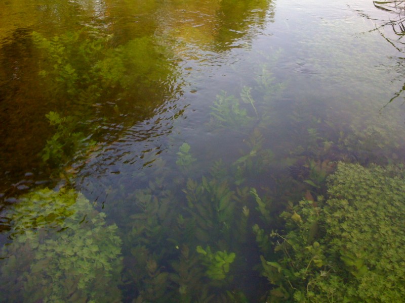 Fiume Varmo, Gradiscutta, Maggio 2013