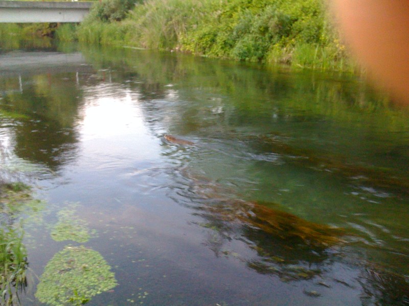 Fiume Varmo, Gradiscutta, Maggio 2013