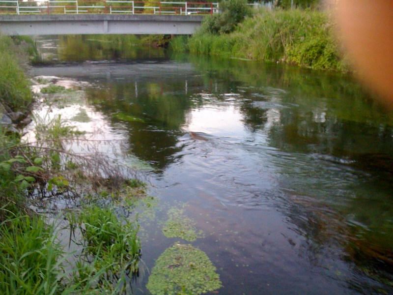 Fiume Varmo, Gradiscutta, Maggio 2013