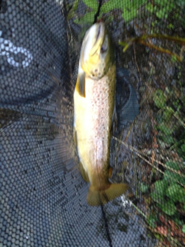 Fario 35cm - Roggia Barbariga - luglio 2015