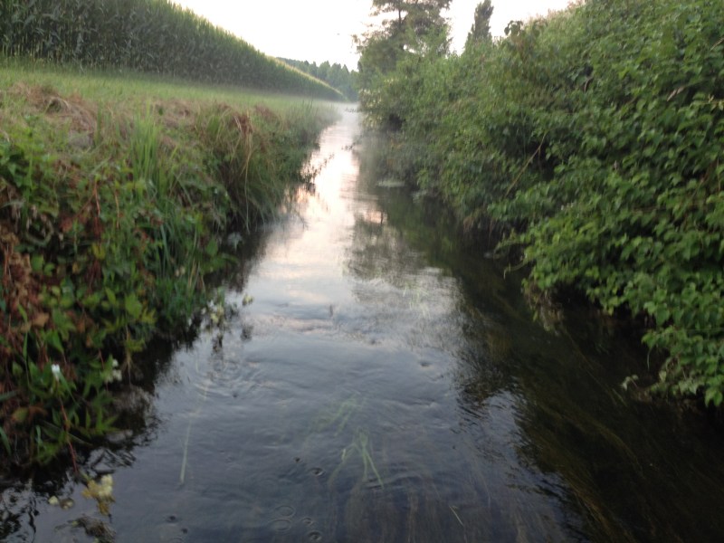 Roggia Barbariga - Rivignano - Luglio 2015